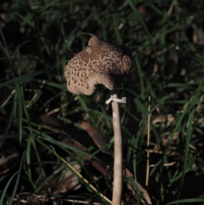 Macrolepiota sp. at Mystery Bay, NSW - 14 Jul 2024 by Bushrevival