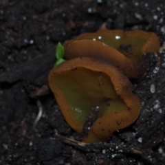 Aleurina ferruginea (Fleshy Cup Fungus) at Mystery Bay, NSW - 14 Jul 2024 by Bushrevival