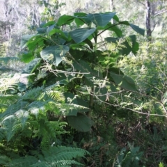 Dendrocnide excelsa (Stinging Tree) at Yadboro, NSW - 14 Jul 2024 by VanceLawrence