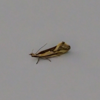 Thema xiphochrysa at Florey, ACT by KorinneM