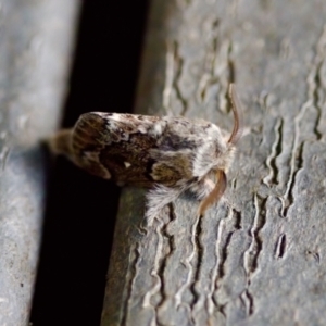 Pernattia pusilla at Florey, ACT - 6 Oct 2023