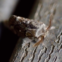 Pernattia pusilla at Florey, ACT - 6 Oct 2023