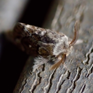 Pernattia pusilla at Florey, ACT - 6 Oct 2023