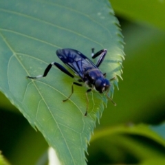 Exaireta spinigera (Garden Soldier Fly) at Florey, ACT - 7 Oct 2023 by KorinneM