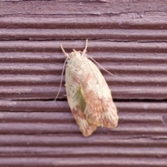 Garrha absumptella (Garrha absumptella) at Florey, ACT by KorinneM