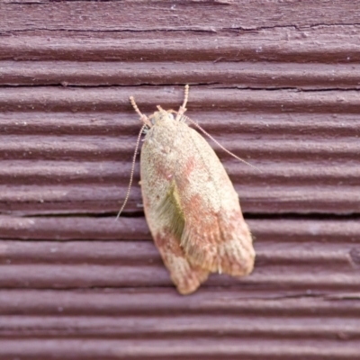 Garrha absumptella (Garrha absumptella) at Florey, ACT - 22 Oct 2023 by KorinneM