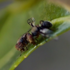 Pogonortalis doclea at Florey, ACT - suppressed