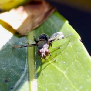 Pogonortalis doclea at Florey, ACT - suppressed