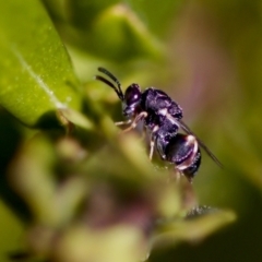 Brachymeria sp. (genus) at Florey, ACT - 22 Oct 2023 by KorinneM