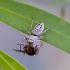 Opisthoncus sp. (genus) at Florey, ACT - 22 Oct 2023 by KorinneM