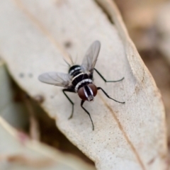 Trigonospila sp. (genus) at Florey, ACT - 22 Oct 2023 04:15 PM