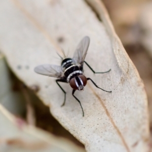 Trigonospila sp. (genus) at Florey, ACT - 22 Oct 2023 04:15 PM