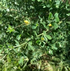 Genista monspessulana (Cape Broom, Montpellier Broom) at Bundanoon, NSW - 19 Jun 2024 by Baronia