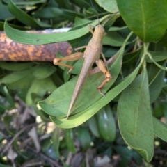 Valanga irregularis (Hedge Grasshopper) at New Farm, QLD - 15 Jul 2024 by Jace