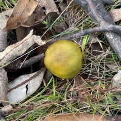 Cortinarius austrovenetus (Green Skinhead) at Wee Jasper, NSW - 13 Jul 2024 by JaneR