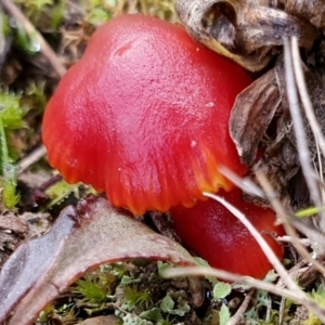 Hygrocybe sp. ‘red’ at Yass River, NSW - 14 Jul 2024 09:29 AM