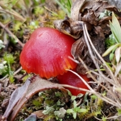 Hygrocybe sp. ‘red’ at Yass River, NSW - 14 Jul 2024 09:29 AM