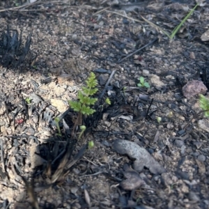 Cheilanthes sp. at Latham, ACT - 15 Jul 2024