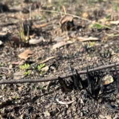 Cheilanthes sp. at Latham, ACT - 15 Jul 2024