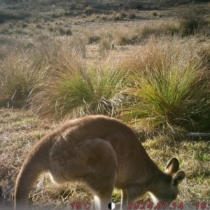 Macropus giganteus at Banks, ACT - 14 Jul 2024