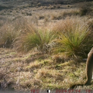 Macropus giganteus at Banks, ACT - 14 Jul 2024