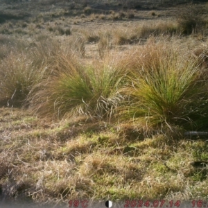 Macropus giganteus at Banks, ACT - 14 Jul 2024