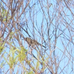 Meliphaga albilineata (White-lined Honeyeater) at Kakadu, NT - 12 Jul 2024 by BenW