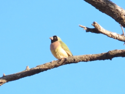 Chloebia gouldiae (Gouldian Finch) at Manbulloo, NT - 11 Jul 2024 by BenW