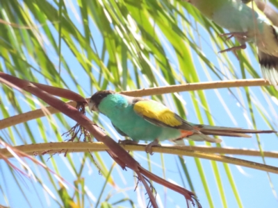 Psephotellus dissimilis (Hooded Parrot) at Pine Creek, NT - 10 Jul 2024 by BenW