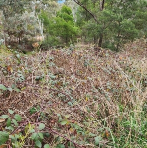 Rubus fruticosus sp. aggregate at Acton, ACT - 15 Jul 2024