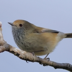 Acanthiza pusilla (Brown Thornbill) at Jingellic, NSW - 13 Jul 2024 by Trevor