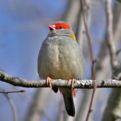 Neochmia temporalis (Red-browed Finch) at Jingellic, NSW - 13 Jul 2024 by MichaelWenke