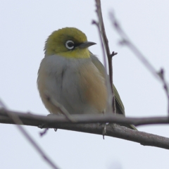 Zosterops lateralis (Silvereye) at Jingellic, NSW - 13 Jul 2024 by MichaelWenke