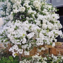 Unverified Plant at Darwin City, NT - 15 Jul 2024 by AliClaw
