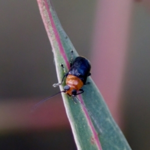 Aporocera sp. (genus) at Florey, ACT - 22 Oct 2023