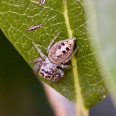 Opisthoncus sp. (genus) at Florey, ACT - 22 Oct 2023 by KorinneM