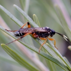 Ichneumonidae (family) at Florey, ACT - 22 Oct 2023