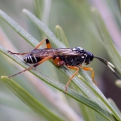 Ichneumonidae (family) at Florey, ACT - 22 Oct 2023