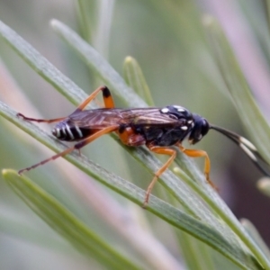 Ichneumonidae (family) at Florey, ACT - 22 Oct 2023