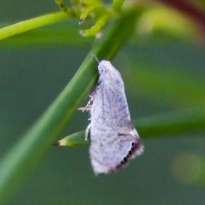 Eupselia melanostrepta (A Twig moth) at Florey, ACT - 22 Oct 2023 by KorinneM