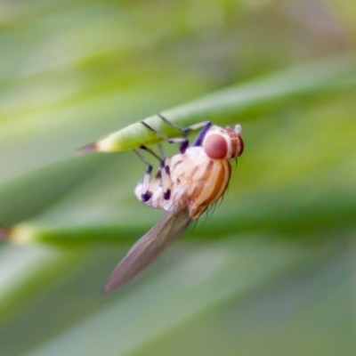 Sapromyza brunneovittata at Florey, ACT - 22 Oct 2023 by KorinneM