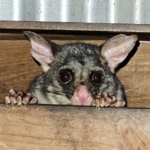 Trichosurus vulpecula at Braidwood, NSW - 15 Jul 2024