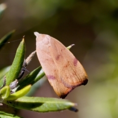 Tortricopsis uncinella (A concealer moth) at Florey, ACT - 28 Oct 2023 by KorinneM