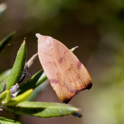 Tortricopsis uncinella (Wingia group) at Florey, ACT - 28 Oct 2023 by KorinneM
