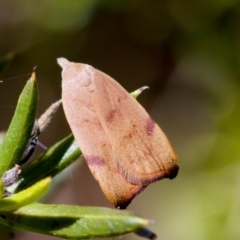 Tortricopsis uncinella at Florey, ACT - suppressed