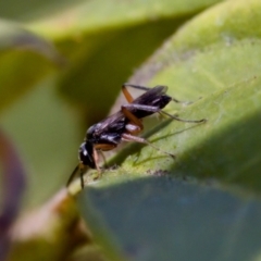 Pompilidae (family) (Unidentified Spider wasp) at Florey, ACT - 28 Oct 2023 by KorinneM