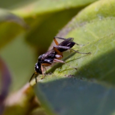 Pompilidae (family) (Unidentified Spider wasp) at Florey, ACT - 28 Oct 2023 by KorinneM