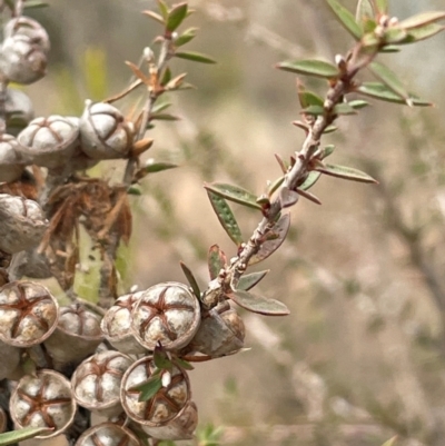 Leptospermum continentale (Prickly Teatree) at Gundary, NSW - 15 Jul 2024 by JaneR