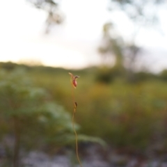 Caleana major (Large Duck Orchid) at Brunswick Heads, NSW - 8 Nov 2023 by Starflower