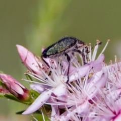 Eleale sp. (genus) at Florey, ACT - 2 Oct 2023 by KorinneM